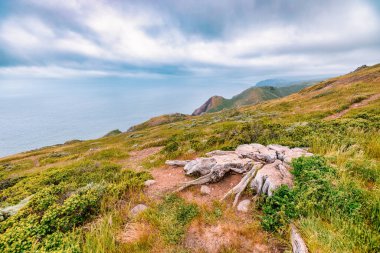 Pasifik Okyanusu 'na bakan yıpranmış bir ağaç kütüğü ve Kaliforniya, Rodeo Sahili yakınlarındaki engebeli uçurumlarla Marin Burnu' nun rüzgârlı sahil tepeleri.