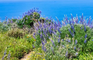 Kaliforniya, Big Sur 'daki 1. Otoyol yakınlarındaki Soberanes Kanyonu boyunca canlı kır çiçekleri çiçek açarken, parlak bir bahar gününde arka planda çarpıcı bir okyanus manzarası vardır.