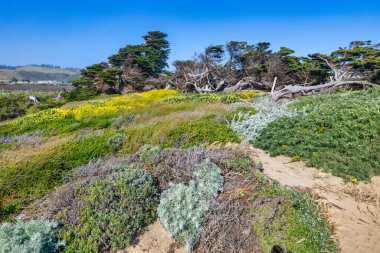 California 'daki 1. Otoyol yakınlarındaki Cotoni-Coast Dairies State Plajları' ndaki kayalıkların, kır çiçeklerinin ve kumlu plajların manzarası. Pasifik Okyanusu, güneşli bir gökyüzünün altında dokunulmamış kıyı doğasıyla buluşur.