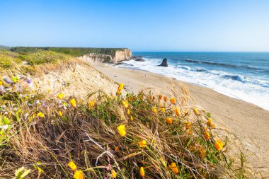Renkli kıyı bitkileri ve Kaliforniya 'daki Davenport Sahili' ne giden bir patika. Pasifik Okyanusu 'na doğru dramatik bir kanyon açılıyor. Güneş ve açık mavi gökyüzü altında dalgalar çarpışıyor.