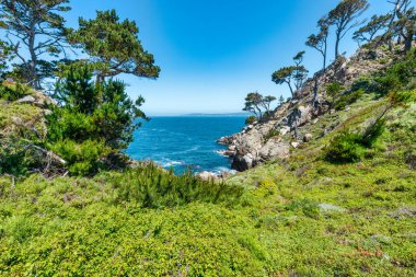 Kaliforniya 'daki Point Lobos State Natural Reserve' de turkuaz sular, engebeli uçurumlar ve berrak bir gökyüzü altında canlı kıyı bitkileri bulunur.