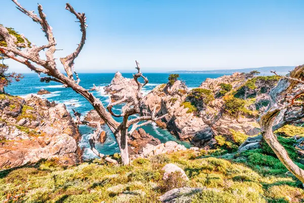 Kaliforniya 'daki Point Lobos State Natural Reserve' de turkuaz sular, engebeli uçurumlar ve berrak bir gökyüzü altında canlı kıyı bitkileri bulunur.