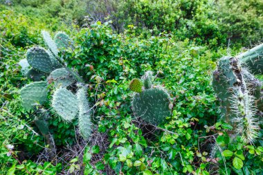 Kaliforniya 'nın Big Sur bölgesinde Soberanes Kanyonu boyunca büyüyen dikenli armut kaktüsü. Şaşırtıcı bir çöl bitkisi yemyeşil kıyı dağlarında dramatik bir gökyüzünün altında gelişiyor.