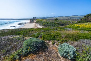 California 'daki 1. Otoyol yakınlarındaki Cotoni-Coast Dairies State Plajları' ndaki kayalıkların, kır çiçeklerinin ve kumlu plajların manzarası. Pasifik Okyanusu, güneşli bir gökyüzünün altında dokunulmamış kıyı doğasıyla buluşur.
