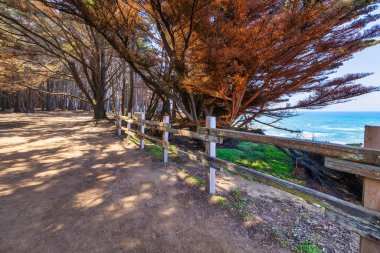 1. Otoyol 'un yakınındaki selvi ağaçları ve okyanus manzaralı sahili. Pasifik Sahili 'nin doğal güzelliğine ve engebeli sahil şeridine huzurlu bir orman yolu açılıyor.