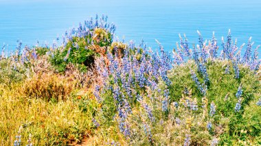 Kaliforniya, Big Sur 'daki 1. Otoyol yakınlarındaki Soberanes Kanyonu boyunca canlı kır çiçekleri çiçek açarken, parlak bir bahar gününde arka planda çarpıcı bir okyanus manzarası vardır.
