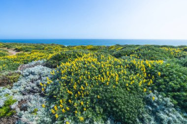 Parlak sarı kır çiçekleri Kaliforniya 'daki Cotoni-Coast Mandırası Eyalet Plajları' nda kıyı tepelerinde çiçek açıyor. Pasifik Okyanusu berrak mavi bir gökyüzünün altında parıldıyor, ilkbahar kıyı güzelliğini yakalıyor.