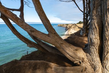 Pasifik Okyanusu 'na bakan çarpık ağaçlarla kaplı manzaralı sahil yolu Davenport Pier Beach, Kaliforniya, ABD. Engebeli kıyı şeridi ve doğal orman güzelliğini birleştiren sakin bir bakış açısı.