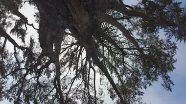 Ağaç gövdesinin yukarıdan görünüşü ve yayılan dallar Kaliforniya, ABD 'de gökyüzüne karşı doğal tepe örtüsü oluşturuyor. Yaprak, kabuk dokusu ve güneş ışığıyla soyut doğa arkaplanı