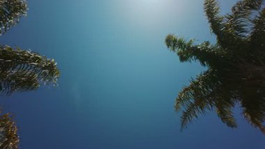 Kaliforniya, ABD 'de palmiye yaprakları açık mavi gökyüzüne hafifçe savruluyor. Rahatlatıcı tropikal doğa arka planı tatil, seyahat ve atmosferik stok videosu için mükemmel.