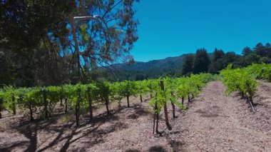 Jack London State Park, Glen Ellen, Sonoma County, ABD 'deki tarihi üzüm bağlarının video görüntüleri. Ay Vadisi 'nin bir parçası olan ormanlık tepelerle çevrili üzüm bağları.