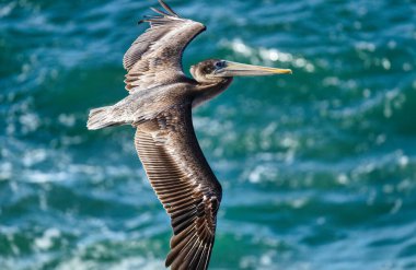 Kahverengi pelikan Pasifik Okyanusu üzerinde uçuyor. Mavi su üzerinde zarif bir şekilde süzülen kanatları olan büyük bir deniz kuşu, Kaliforniya, ABD 'deki sahil vahşi yaşam ve deniz özgürlüğünün sembolü.