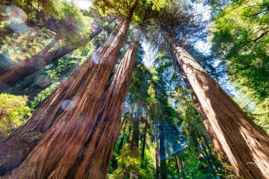 Kaliforniya 'daki Muir Woods Ulusal Anıtı' nda sekoya ağaçları dikiliyor. Bereketli yeşil gölgeliklerde süzülen güneş ışığı bu eski kıyı kızılağaçlarının görkemli yüksekliğini ve zamansız güzelliğini vurgular.