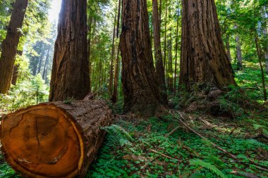 Muir Woods Ulusal Anıtı, Kaliforniya 'daki manzaralı orman patikası. Yükselen kıyı kızılağaç ağaçları yemyeşil yapraklarla sakin doğal bir manzara yaratır doğa yürüyüşü ve doğa yolculuğu için mükemmel.