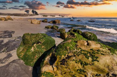 Sahne 4 Mil Plajı Santa Cruz, Kaliforniya, ABD, 1. Otoyol boyunca. Altın sahil kayalıkları, okyanus dalgaları ve alçak gelgitte yosunlu kayalar renkli bir günbatımı gökyüzü altında sakin bir kıyı manzarası yaratır.