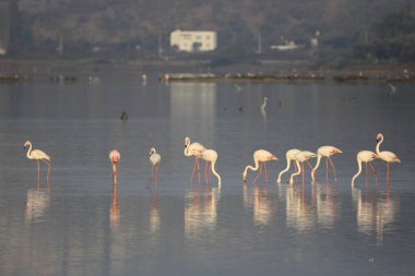 Flamingolar Bodrum hindisiyle Bataklıkta Fed.