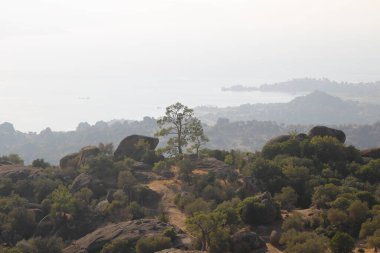 Türkiye 'nin güneybatısındaki Bafa Gölü üzerindeki Bizans kasabasının tarihi kalıntılarıyla tepede yetişen yalnız zeytin ağacı