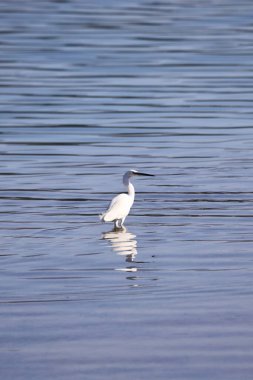 Göç güzergahlarında öğle yemeği arası veren su kuşu.