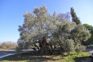 Trunk of an olive tree reported to be 2500 years old in Lagina Ancient City Yatagan Mugla Turkey