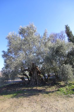 Trunk of an olive tree reported to be 2500 years old in Lagina Ancient City Yatagan Mugla Turkey