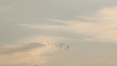 Gün batımında gökyüzünde özgürce uçan küçük kuşlar..