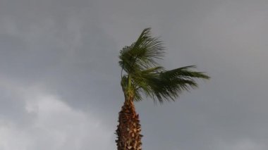 Rüzgarda savrulan palmiye yaprakları ve mavi gökyüzü