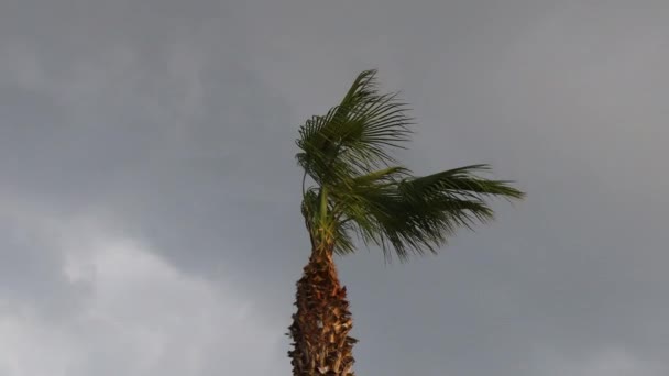 在风中飘扬的棕榈叶和蓝天 — 图库视频影像
