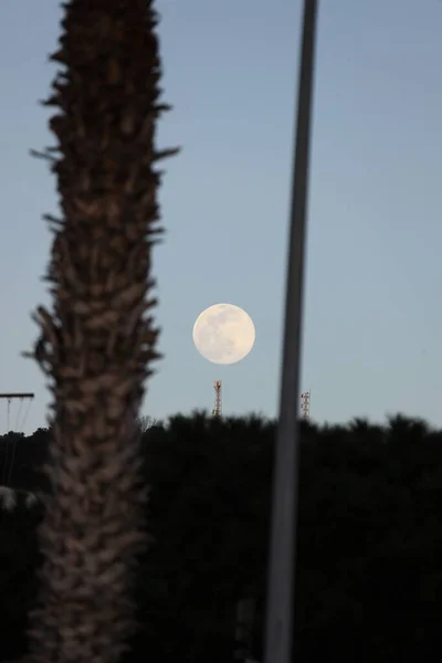 在棕榈树间的满月 — 图库照片