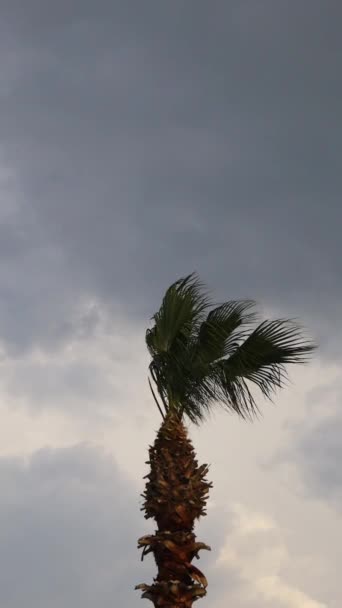 Palmbladeren Waaien Wind Blauwe Lucht Verticale Video Voor Sociale Media — Stockvideo