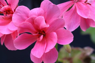 Çiçek yaprakları pembe mor çalı doğası doğal detay makro fotoğrafçılık görüşü kapat