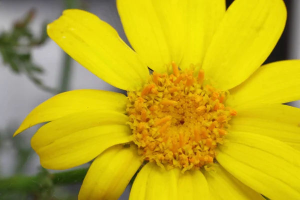 Όμορφα Κίτρινα Λουλούδια Closeup Εικόνα Φυτά Ομορφιά Στη Φύση Closeup — Φωτογραφία Αρχείου