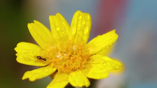 Όμορφα Κίτρινα Λουλούδια Closeup Εικόνα Φυτά Ομορφιά Στη Φύση Closeup — Αρχείο Βίντεο