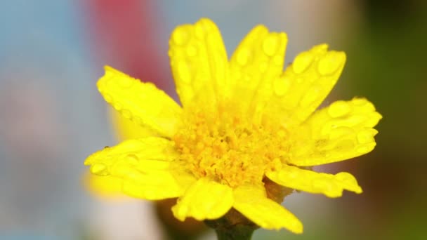 Κοντινό Μακρο Πλάνο Του Κίτρινου Λουλουδιού Των Ευριώπων Μυρμήγκι Πάνω — Αρχείο Βίντεο