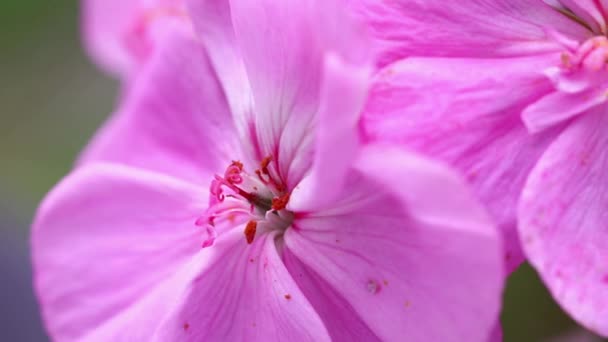 Virágok Szirmok Rózsaszín Lila Bokor Természet Természetes Részlet Makro Fotózás — Stock videók