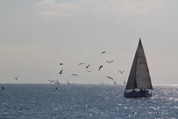 Bodrum Hindi Şubat 2019 Yelkenliler Ege Denizi Nin Mavi Sularında — Stok fotoğraf