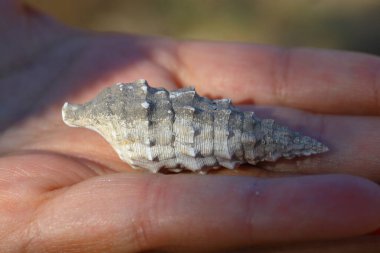 Kadının eli doğanın arka planına karşı bir deniz kabuğu tutuyor. Yaz tatili kavramı