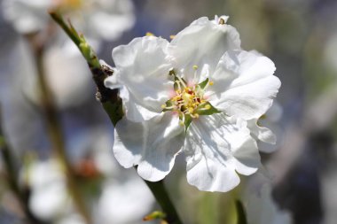 Badem çiçekleri yakın plan. Meyve bahçesindeki bir badem ağacının çiçekli dalları.