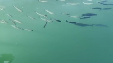 Suda balık var. Balıklar yaklaşsın.. 