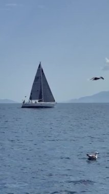Bodrum, Hindi. 06 Ekim 2024: Yelkenliler Ege Denizi 'nin mavi sularında, ünlü tatil beldesi Bodrum' un kıyılarında rüzgarlı havada yelken açıyorlar. Sosyal medya için dikey video. 