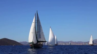 Bodrum, Türkiye, 24 Ekim 2024: Bodrum Yelkenli Kupası, Gulet Tahta Yelkenli ve yelkenli yarışı.