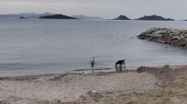 Sahilde bir köpek. Bodrum, hindi.