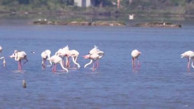 Flamingolar bodrum hindisiyle Sulak Bölge 'de Fed. Göç eden flamingolar sığ sularda beslenirler.
