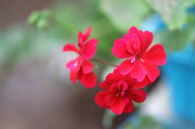 Bahçede Çiçekler açıyor, Bodrum Türkiye