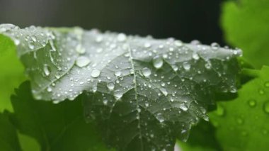 Yeşil yaprakların üzerindeki bahar yağmurunun yakın çekimi.