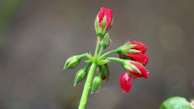 Bahar yağmurunda yeni filizlenen kırmızı çiçek. Çiçek detaylarını çok yakından incele.