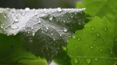 Yeşil yaprakların üzerindeki bahar yağmurunun yakın çekimi.