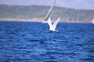 Kroicocephalus ridibundus 'un denizin üzerinde uçtuğu Siyah Kafalı Martı' nın yakın çekimi. Yetişkin kış tüyleri