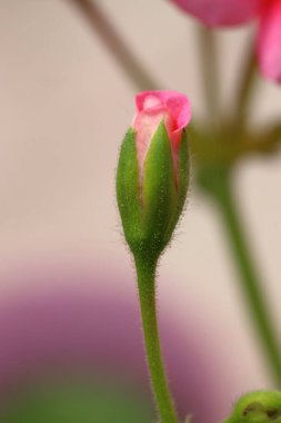Bahçede açan güzel çiçekler, Bodrum hindisi. Makro Fotoğraf.