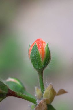 Bahçede açan güzel çiçekler, Bodrum hindisi. Makro Fotoğraf.