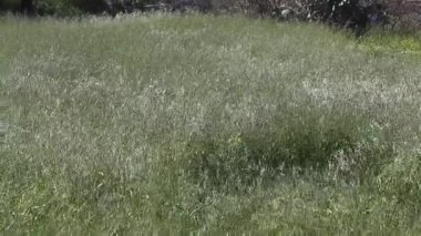 yeşil çimenler tarlada